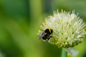 The bee produces pollen on the flower Bud. Spring Sunny day. Macro mode.