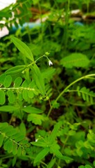 flower on a plant