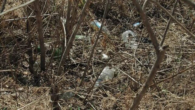 Garbage from plastic and glass bottles, cans lies on the dry grass, in the bushes near the forest, in the spring.