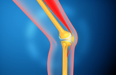 Human knee joint anatomy. 3d illustration..
