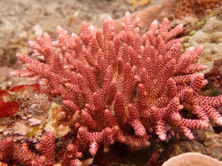 The coral reef area at Tioman island, Malaysia
