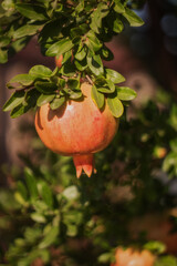 Red ripe pomegranate fruits grow on pomegranate tree in garden. Punica granatum fruit, close up.