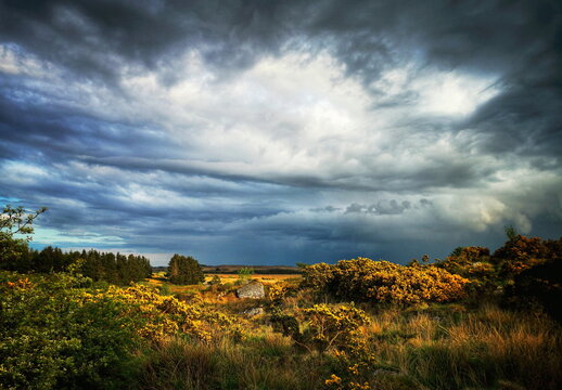 Dramatic Irish landscape with stormy sky and dark clouds, blossoming gorse and forests, Connemara, Galway, Ireland