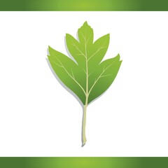 English hawthorn leaf