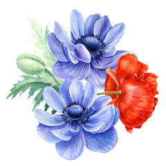 Bouquet of flowers, poppy, blue anemone on an isolated white background, watercolor painting, flora design