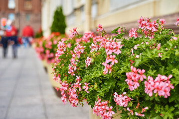 Fototapeta na wymiar Blooming flowers in the city. Beautiful street decorations