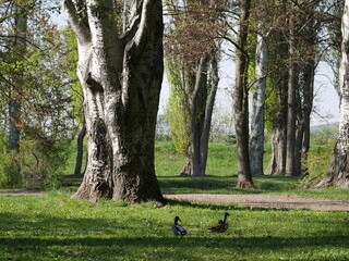 family in park