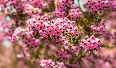 オタマジャクシを連想させるジャノメエリカの花