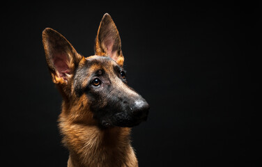Portrait of a German shepherd in front of an isolated black background. Close-up of a German shepherd in profile view isolated black background.