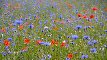 Polne Kwiaty 3 © jholy