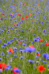 Polne Kwiaty 2 © jholy