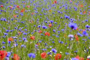 Polne Kwiaty © jholy