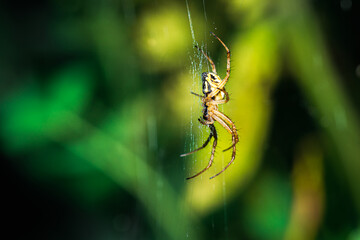 european garden spider, Neoscona adianta, on its orb web waiting for a prey, lateral view with green background