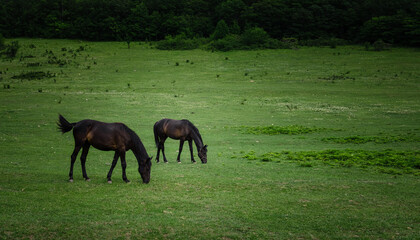 Beautiful chestnut horses on a farm in summer
