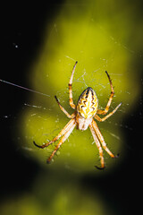 european garden spider, Neoscona adianta, on its orb web waiting for a prey, dorsal view with green background