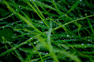 Morning raindrop in the mountain