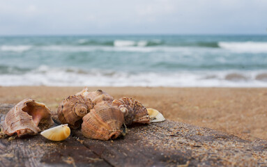shell on the beach. Rapana ashore on a blurry sea background. Copy space. Seascape.