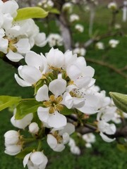 apple tree blossom