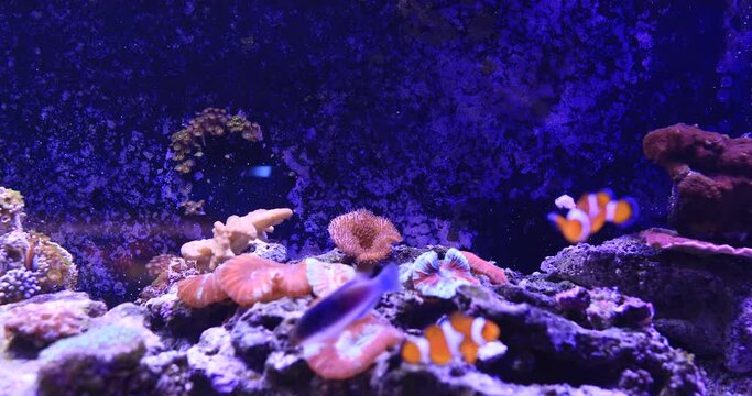 Exotic fauna high resolution 4K footage