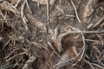 Intertwined tree root with soil