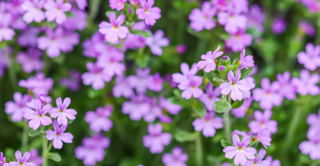 Fototapeta premium Small purple Erinus alpinus flowers near stone wall. Floral background.