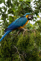 Ara ararauna. Blue-yellow macaw parrot portrait. Ara macaw parrot
