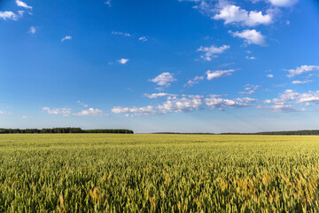 Countryside landscape on sunny day