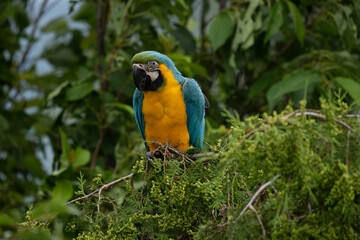 Ara ararauna. Blue-yellow macaw parrot portrait. Ara macaw parrot