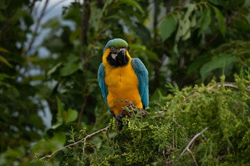 Ara ararauna. Blue-yellow macaw parrot portrait. Ara macaw parrot