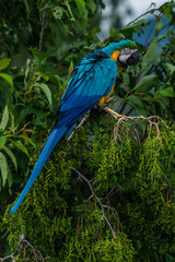Ara ararauna. Blue-yellow macaw parrot portrait. Ara macaw parrot