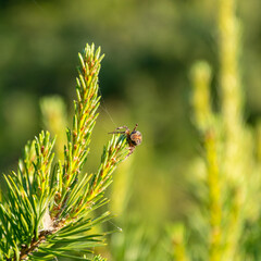 a spider on a blue sky background