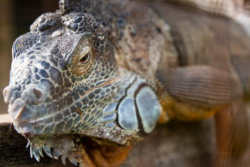 Big beautiful iguana lizard up close