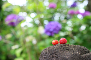 岩に乗ったヤマモモ