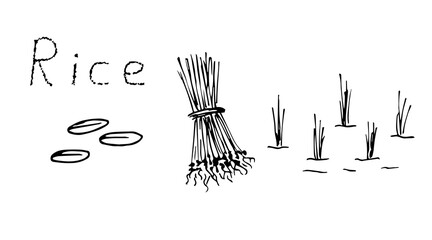 Simple vector sketchy freehand drawing. Stages of rice planting, plant cultivation, agriculture, grain products, seedlings, bunches, sprouts in water. Fields, farming.
