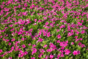 lilies in bloom