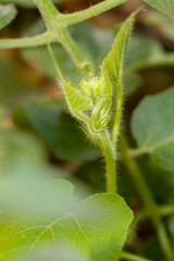 budding squash leaves
