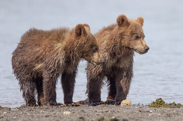 Fototapeta premium Ruling the landscape, brown bears of Kamchatka (Ursus arctos beringianus)