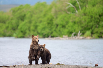 Obraz premium Ruling the landscape, brown bears of Kamchatka (Ursus arctos beringianus)