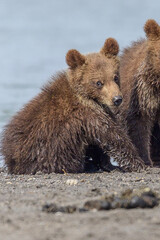Obraz premium Ruling the landscape, brown bears of Kamchatka (Ursus arctos beringianus)