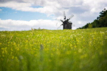 Fototapeta na wymiar Summer country field in Ukraine, tall green grass