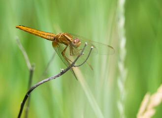 The black-tailed skimmer (Orthetrum cancellatum) dragonfly on a blade of grass.