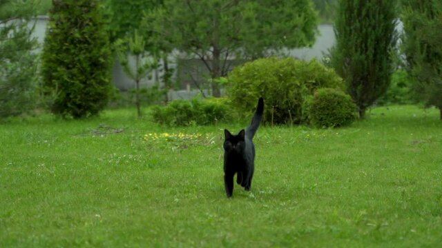 A fluffy black cat running on grass