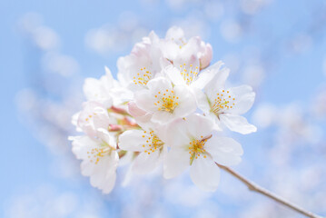 桜と青空