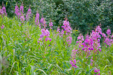 Obraz premium purple flowers Ivan-tea in the garden