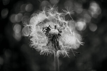 Fluffy dandelion. Flower on bokeh background.  Flying seeds.