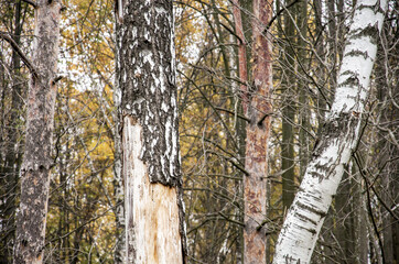 birch tree trunk in the Park