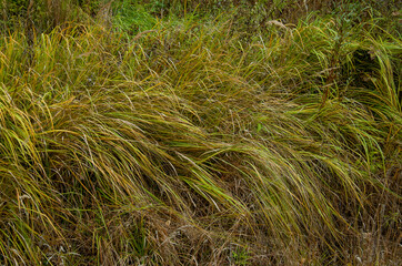 grass in the wind