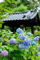 日本の宮城県にある資福寺に咲く青い美しい紫陽花