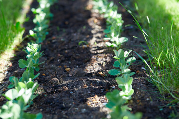 pea sprouts growing in soil