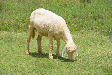 The  white sheep eat grass in the farm.